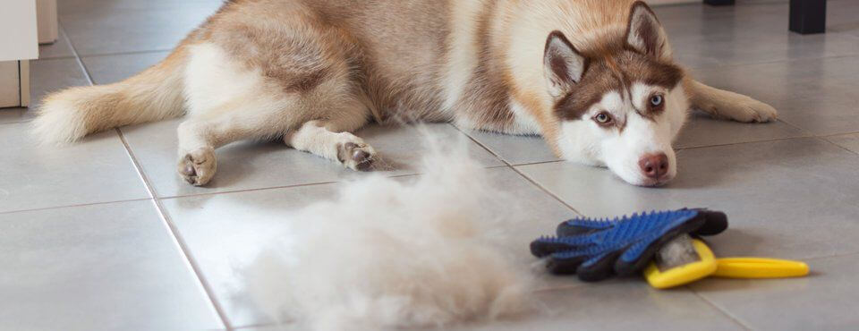 Dog Hair Loss – The Naked Truth