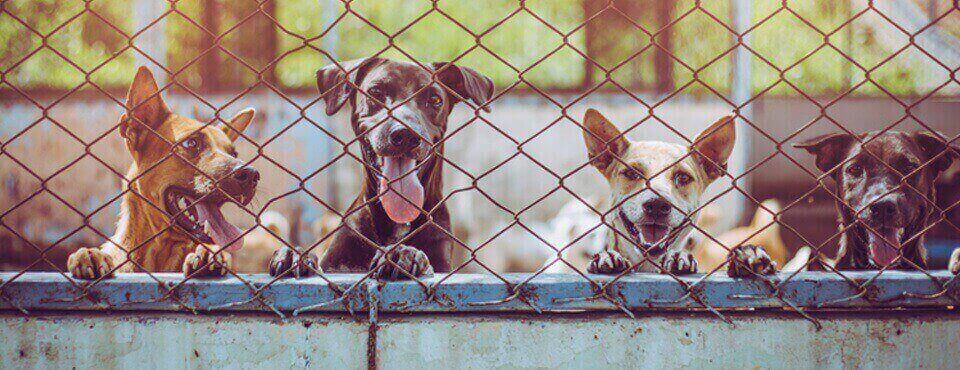 Helping Dogs in Indonesia Enjoy a Healthy Life