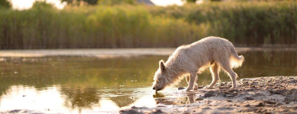 What Parasite is Lurking In Your Pet’s Intestine? Is It Giardia?