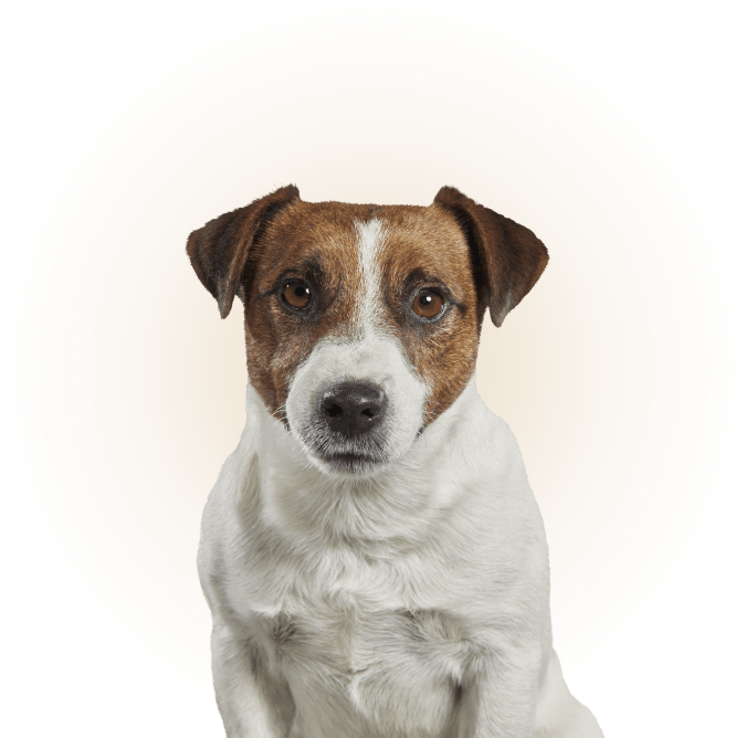 Find the knowledge you need to keep your pet safe
