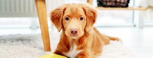 toller-puppy-having-fun-with-dog-toys-on-carpet-at-home