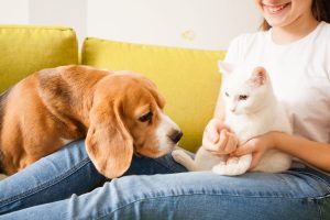 beagle and cat with pet owner