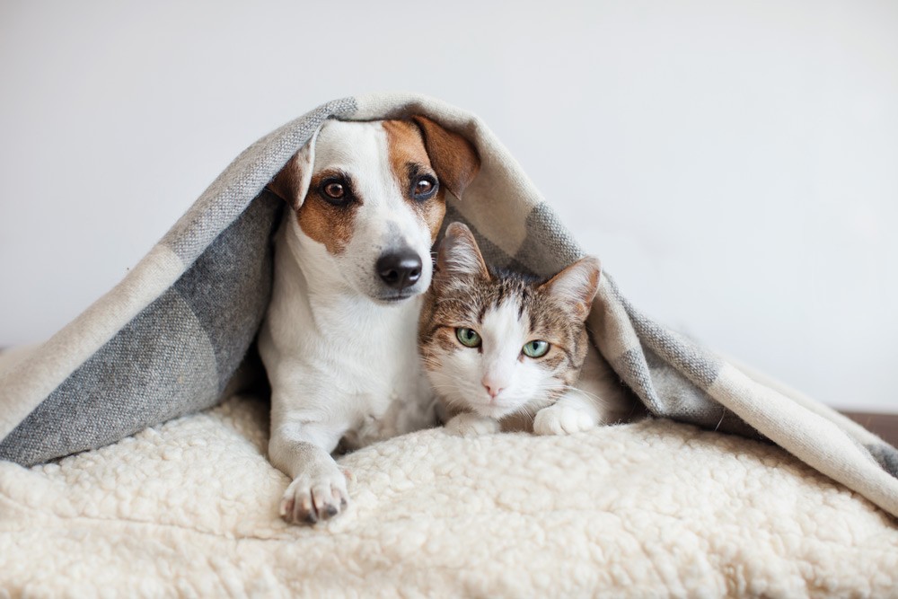 pet and cat in a blanket